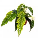 Goddess Angel Wing Cane Begonia 6Ch Premium Hybrid