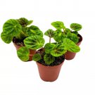 Peperomia Green Emerald Ripple 2Ch Set Of 3 Caperata Tiny Mini Pixie