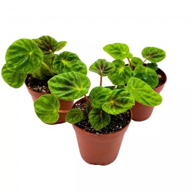 Peperomia Green Emerald Ripple 2Ch Set Of 3 Caperata Tiny Mini Pixie