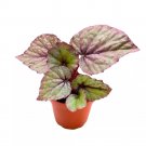 Begonia Oteka Rhizomatous 4Ch White Rhizo With Light Pink Band