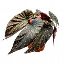 Firefly Angel Wing Cane Begonia 6Ch Premium Hybrid