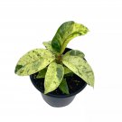 Ficus Moonshine Shivereana 4Ch Variegated Rubberplant Splash Rubber Plant