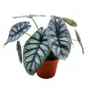 Alocasia Silver Dragon A 6Ch Pot