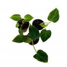Philodendron Verrucosum 2Ch Set Of 3 Deep Green Philo Tiny Mini Pixie