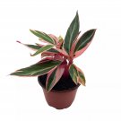 Stromanthe Triostar 4Ch Sanguinea Beautiful And Easy House Plant