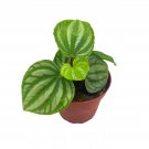 Peperomia Ecuador 4Ch Rare Pep Argyreia Myosotidium