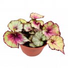 Nebula Begonia Rex 6Ch White Gray Purple Swirl Pink Blush