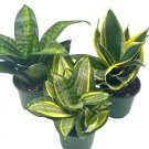 Sansevieria Trifasciata Rosette-Shaped Variety Bundle Set Of 3 4Ch Pots