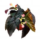 Fangtastic Angel Wing 6Ch Cane Begonia Solid Black