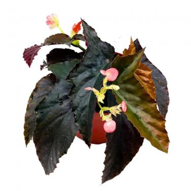 Fangtastic Angel Wing 6Ch Cane Begonia Solid Black