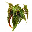 Bird Of Prey Angel Wing Hybrid Cane Begonia 6Ch Green With White