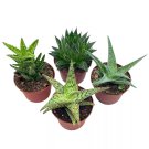 Aloe Variety Assortment 3Ch Pots 4 Different Aloe Succulents