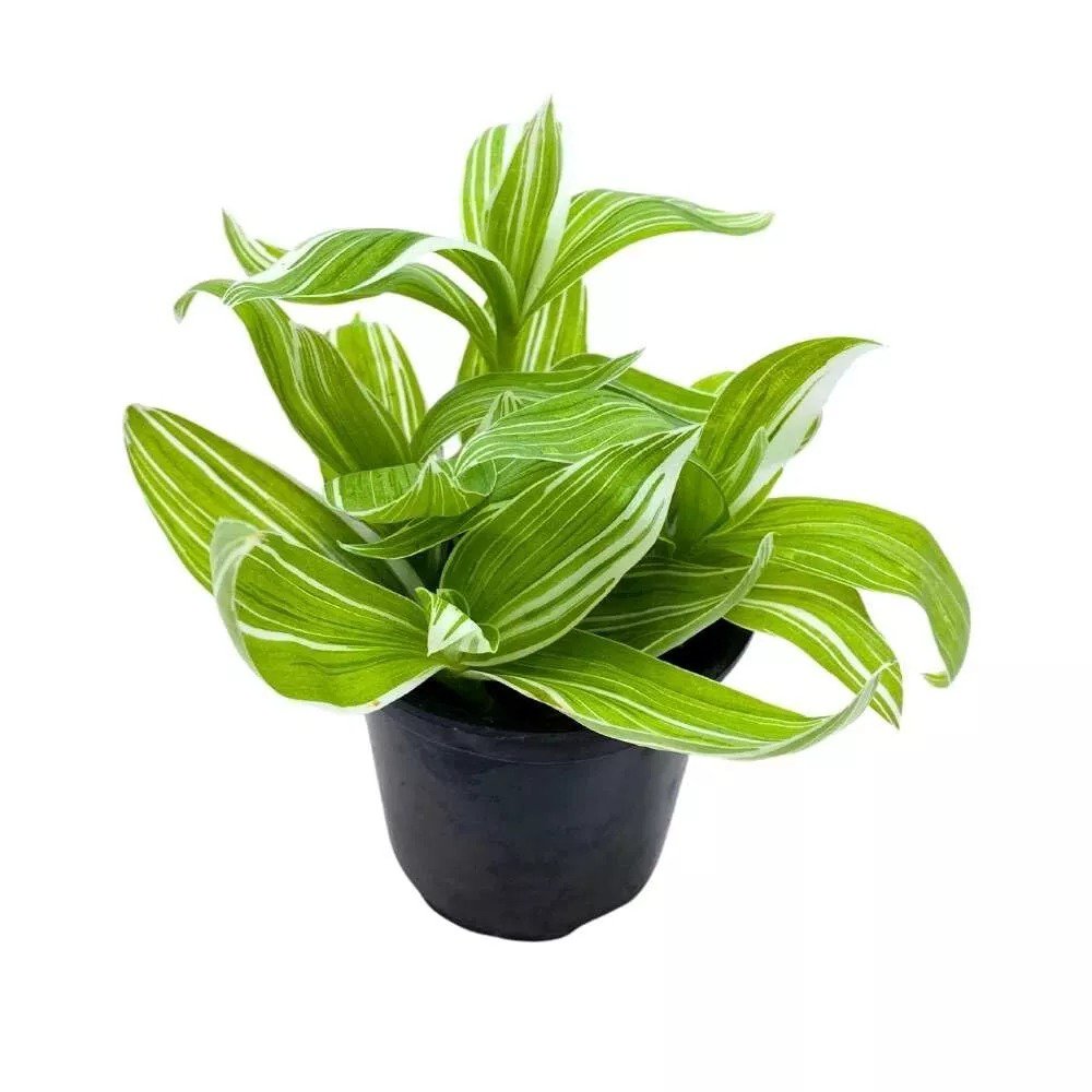 Wandering Dude Tradescantia Fluminensis A 4Ch Pot Green And W