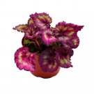 Moody Mauve 6Ch Begonia Rex Glittery Pink