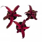Cryptanthus Bivittatus 2Ch Set Of 3 Dark Red Earth Star Tiny Mini Pixie Pla