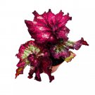 Berrylicious Begonia Rex 4Ch Newest Hybrid Extremely Pink Gnarly L