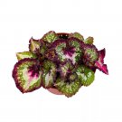 First Kiss Begonia Rex 6Ch