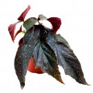 Dark Horse Angel Wing 6Ch Cane Begonia Black Long Leaf Silver Tip
