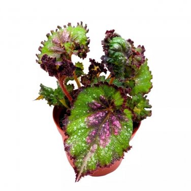 Magic Dragon Begonia Rex 6Ch Purple Splash