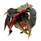 Angel Kisses Angel Wing 6Ch Cane Begonia Black Narrow Curly Leaf S