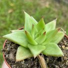 Echeveria Agavoides Molded-Wax Agave 3Ch Pot
