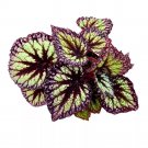 Starry Night Begonia Rex 6Ch Purple Band With White Splash