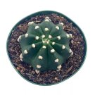 Easter Lily Cactus Echinopsis Subdenudata Domino Cactus A 4Ch Pot