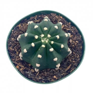 Easter Lily Cactus Echinopsis Subdenudata Domino Cactus A 4Ch Pot