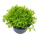Garden Selaginella 4Ch Gold Club Moss Golden Kraussiana