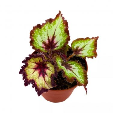 Gator Tail Begonia Rex 4Ch Purple Gray Green Jagged Long Tail