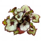 Vertigo Begonia Rex 6Ch Purple Gray And White