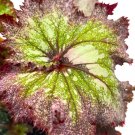 Pink Radiance 4Ch Begonia Rex Curled Purple And Green With White