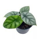 Alocasia Silver Dragon Super Rare Jewel Alocasia 4Ch Pot Alocasia Bagin