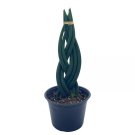 Braided Sansevieria Dragon Fingers 6Ch Pot Braid