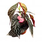 Spellbound Angel Wing Hybrid Cane Begonia 6Ch Black And Super Dot