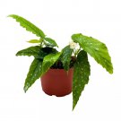 Ghost Angel Wing Cane Begonia 6Ch Premium Hybrid