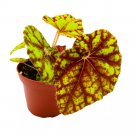 Cowardly Lion 4Ch Rhizomatous Begonia Rhizo Yellow Red