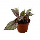Hugh Mclaughlin Begonia Hugh Mclaughlan Begonia Begoina