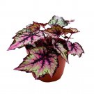 Begonia Rex Robert Golden 6Ch Purple Gray Black Band Jagged Leaves