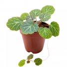 Strawberry Begonia 2Ch Saxifraga Stolonifera Creeping Saxifrage Legacy Herita