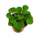 Peperomia Rana Verde 4Ch Green Albovittata