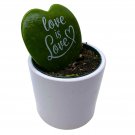 Hoya Kerri Heart With Painted Message Decorative Green Kerrii Heart Sweet Mess