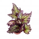 Shooting Star Begonia Rex 6Ch Purple With Green Spotty Gnarly Gli