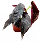 Immortal Angel Wing Cane Begonia 6Ch Premium Hybrid