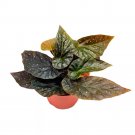 Orange Crush Angel Wing Cane Begonia 6Ch Premium Hybrid