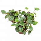 Peperomia Frost 2Ch Set Of 3 Light Green Emerald Ripple Pep Caperata