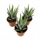 Haworthia Zebra Haworthiopsis Attenuata 2Ch Set Of 3 Succulent Tiny Mini Pi