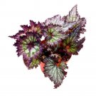 Stormy Star Begonia Rex 6Ch Purple Band With White Silver Splash V