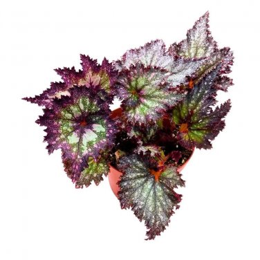 Stormy Star Begonia Rex 6Ch Purple Band With White Silver Splash V
