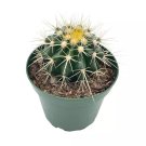Golden Barrel Cactus Echinocactus Grusonii 4Ch